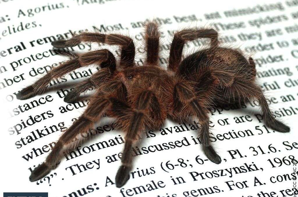 Des animaux de compagnie