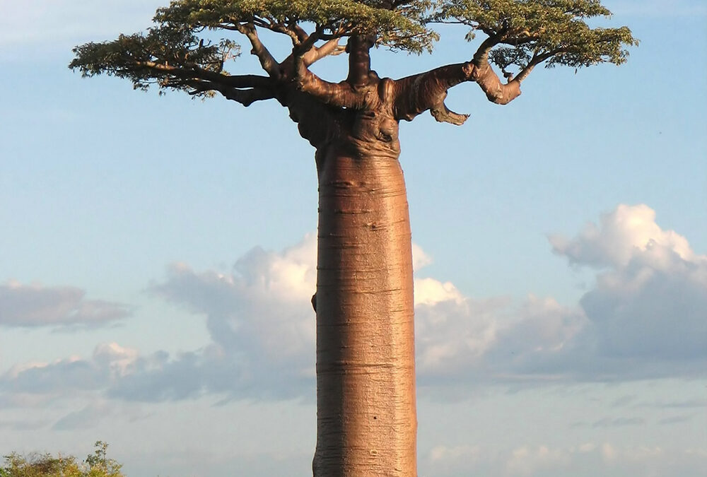 Baobab