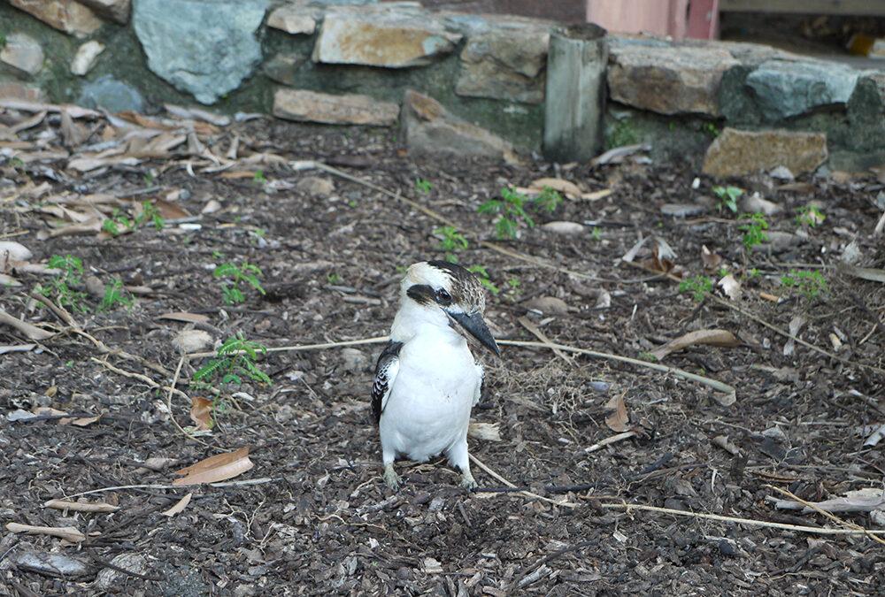 Kookaburra