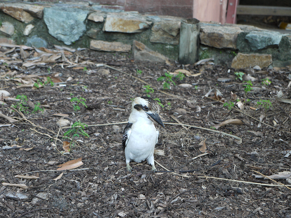 kookaburra